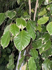 Polyscias guilfoylei