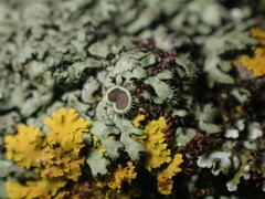 Phaeophyscia hirsuta