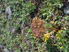 Magadania olaensis