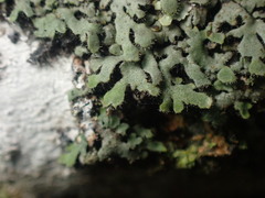 Phaeophyscia hirsuta