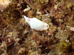 Goniobranchus verrieri