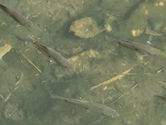 Trichopodus trichopterus