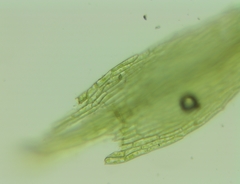 Pohlia camptotrachela