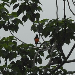 Pericrocotus flammeus