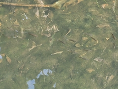 Trichopodus trichopterus