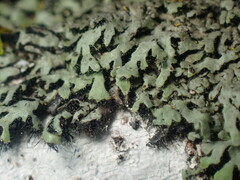 Phaeophyscia hirsuta