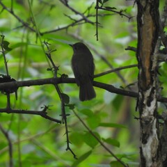 Muscicapa muttui