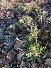 Heterotheca sessiliflora