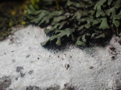 Phaeophyscia hirsuta