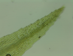 Pohlia camptotrachela