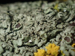 Phaeophyscia hirsuta