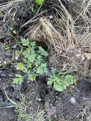Ranunculus californicus