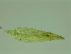 Pohlia camptotrachela