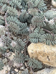 Dalea mollissima