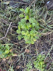 Primula clevelandii