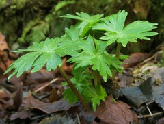 Delphinium trolliifolium