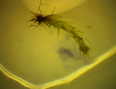 Pohlia camptotrachela