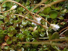 Epilobium brunnescens