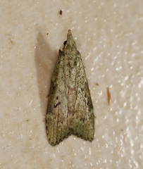 Heteromicta tripartitella