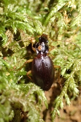 Platynini