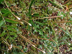 Epilobium brunnescens