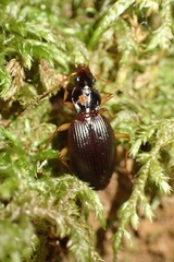 Platynini