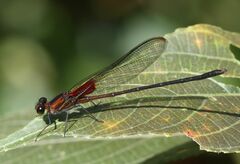 Hetaerina cruentata