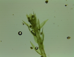 Pohlia camptotrachela