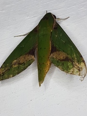 Xylophanes chiron