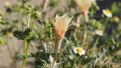 Mentzelia hirsutissima