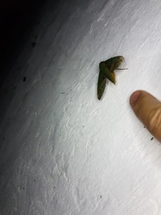 Xylophanes chiron