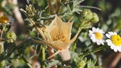 Mentzelia hirsutissima