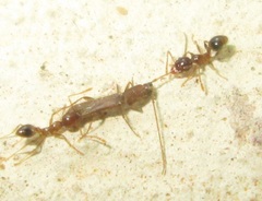 Linopteridius brunneus