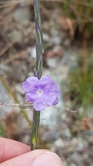 Stachytarpheta indica