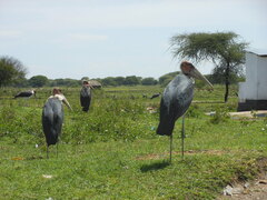 Leptoptilos crumenifer