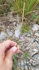Stachytarpheta indica