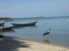 Leptoptilos crumenifer