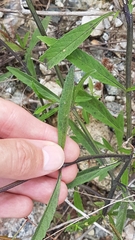 Stachytarpheta indica