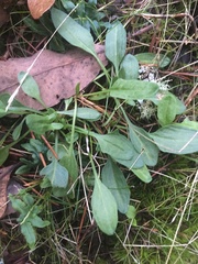 Lepidium heterophyllum