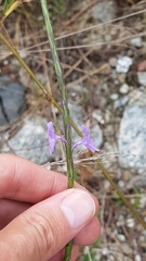 Stachytarpheta indica