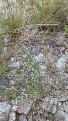 Stachytarpheta indica