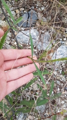 Stachytarpheta indica