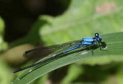 Argia talamanca