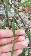 Stachytarpheta indica