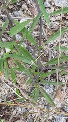 Stachytarpheta indica