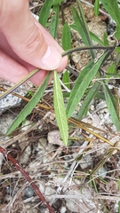Stachytarpheta indica
