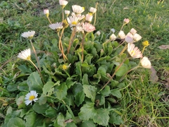 Bellis perennis