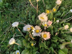 Bellis perennis