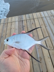 Trachinotus goodei