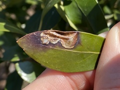 Phytomyza glabricola